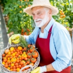 Senior man with tomato harvest